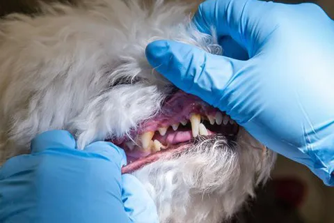 Cuidado Dental y Limpieza