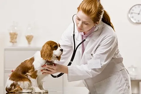 Exámenes y Consultas